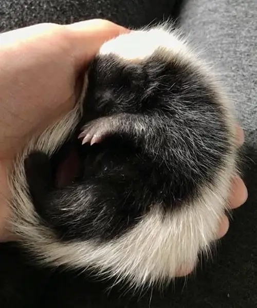 Wild Life Rehab volunteer