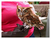 Wildlife Rehab