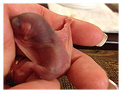 Wildlife Rehab