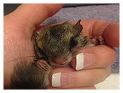 Wildlife Rehab