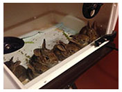 Wildlife Rehab