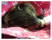 Wildlife Rehab
