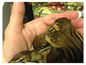Wildlife Rehab