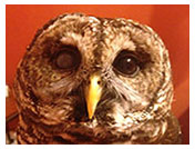 Wildlife Rehab