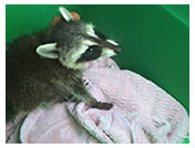 Wildlife Rehab