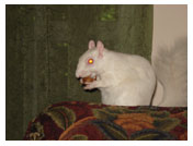 Wildlife Rehab