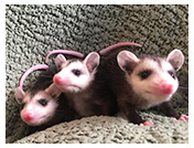 Wildlife Rehab