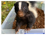 Wildlife Rehab