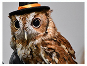 Wildlife Rehab