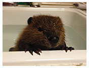 Wildlife Rehab