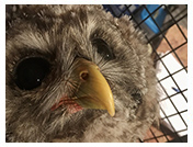 Wildlife Rehab