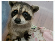 Wildlife Rehab