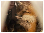 Wildlife Rehab