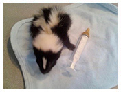 Wildlife Rehab