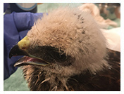 Wildlife Rehab