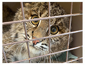 Wildlife Rehab