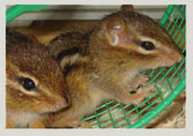 Wildlife Rehab
