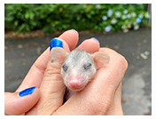 Wildlife Rehab