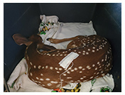 Wildlife Rehab