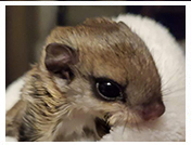 Wildlife Rehab