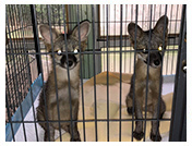 Wildlife Rehab