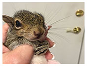 Wildlife Rehab
