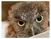 Wildlife Rehab