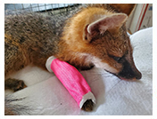 Red Fox