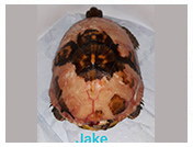 Wildlife Rehab