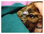 Wildlife Rehab