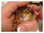 Wildlife Rehab