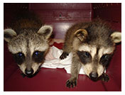 Wildlife Rehab