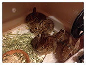 Wildlife Rehab