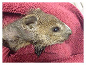 Wildlife Rehab