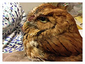 Wildlife Rehab