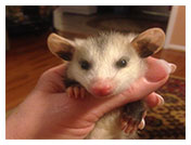 Wildlife Rehab
