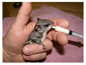Wildlife Rehab
