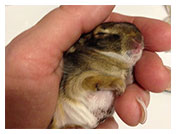 Wildlife Rehab