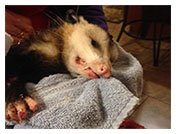 Wildlife Rehab