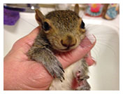 Wildlife Rehab