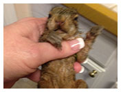 Wildlife Rehab